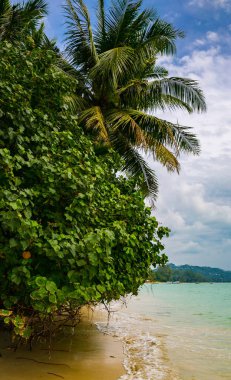 güzel deniz kıyısında, Koh Samui, Tayland