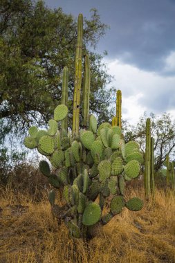 Teotihuacan, Vadisi Meksika dev Meksika kaktüs