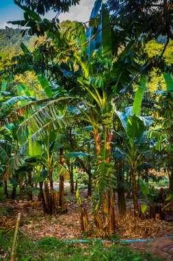 Tayland ada keşfetmek doğal görünümü