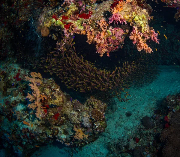 Grupo Peces Mar Rojo — Foto de Stock