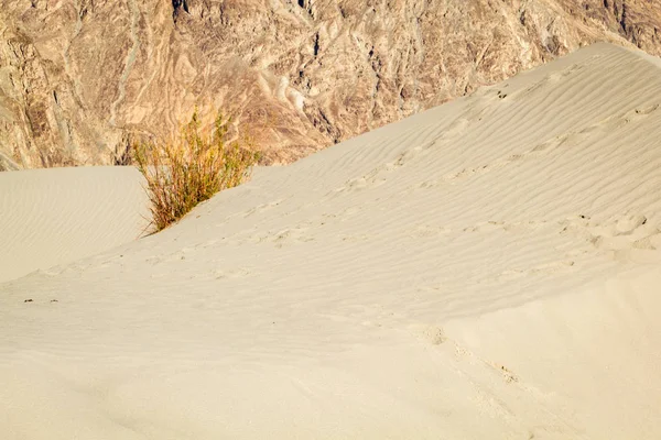 Nubra Долини Пустеля Висоті 4000 Гімалаях Індія Провінція Ладакху — стокове фото