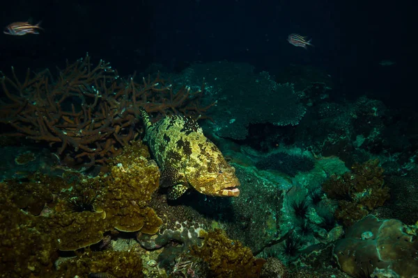 Underwater View Malabar Grouper Koh Tao Island Thailand — Stock Photo, Image