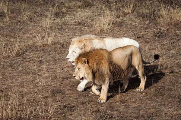Dois Leões Caminhando Pela Savana — Fotografia de Stock
