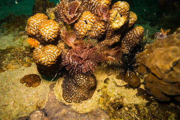 Hermoso Arrecife Coral Cerca Isla Koh Tao Tailandia —  Fotos de Stock
