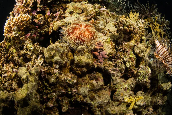 Hermoso Arrecife Coral Por Noche Mar Rojo Sharm Sheikh Egipto —  Fotos de Stock