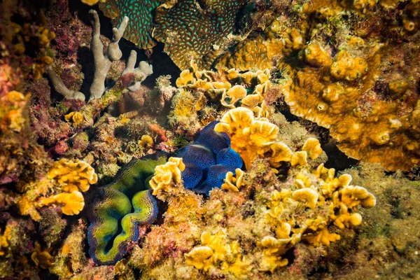 Concha Arrecife Coral Koh Tao Tailandia — Foto de Stock