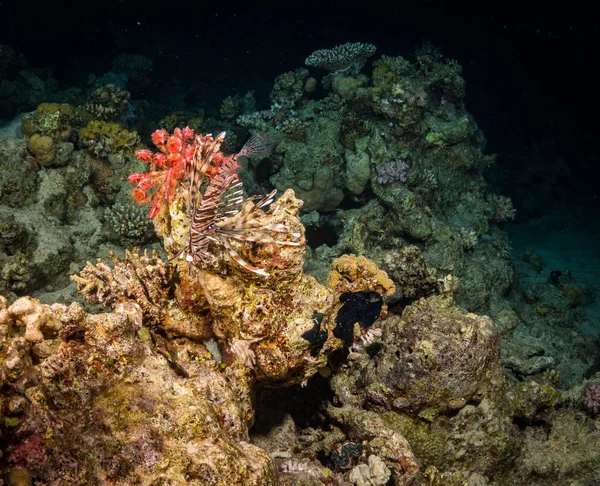 Красиві Коралові Рифи Ніч Червоне Море Шарм Аль Шейх Єгипет — стокове фото