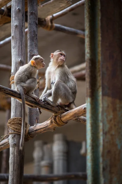 猴子在印第安寺庙 — 图库照片