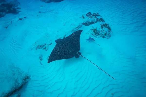 Spotted eagle ray on coral reef of island Cozumel