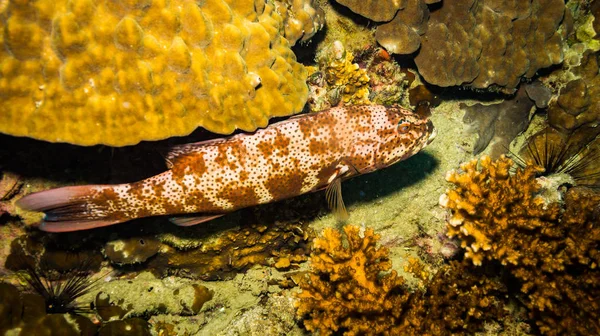 Malabar Orfoz Koh Tao Island Tayland Yakınındaki Sualtı Görünümünü — Stok fotoğraf