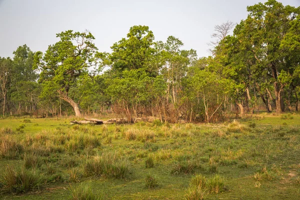 Vackert Landskap Chitwan Nepal — Stockfoto