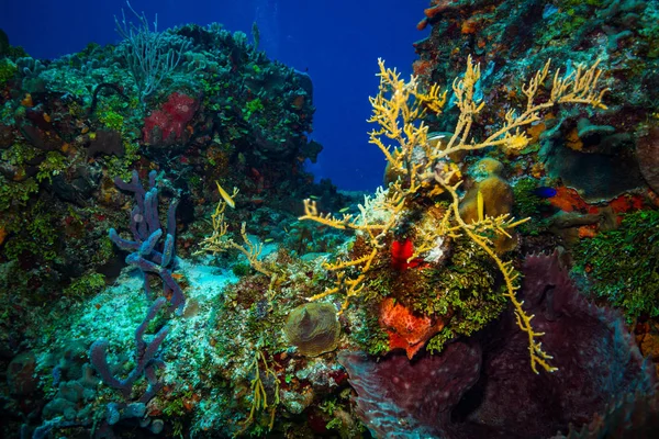 加勒比海科祖梅尔岛美丽的彩色珊瑚礁 — 图库照片