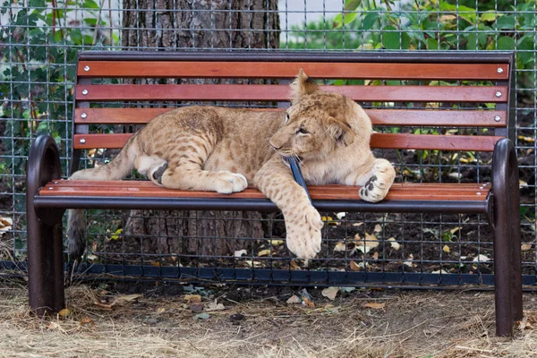A young funny lion in zoo