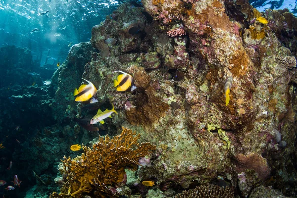 チョウチョウウオ科紅海の美しいサンゴ礁の水中観 — ストック写真