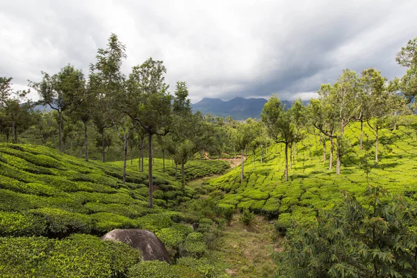 Bella Piantagione Verde India Provincia Kerala — Foto Stock