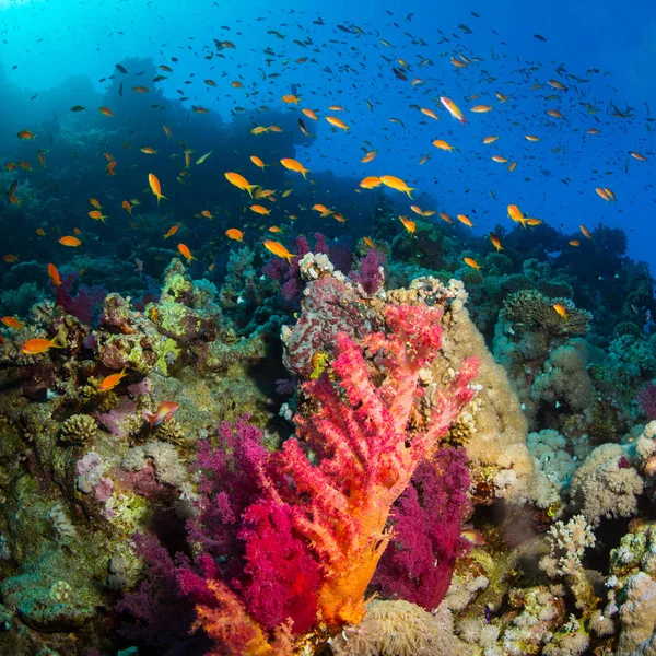 Beautiful Colored Coral Reef Red Sea Sharm Sheikh Egypt — Stock Photo, Image