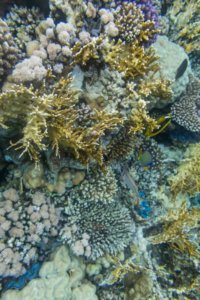 Hermoso Arrecife Coral Color Mar Rojo Sharm Sheikh Egipto —  Fotos de Stock