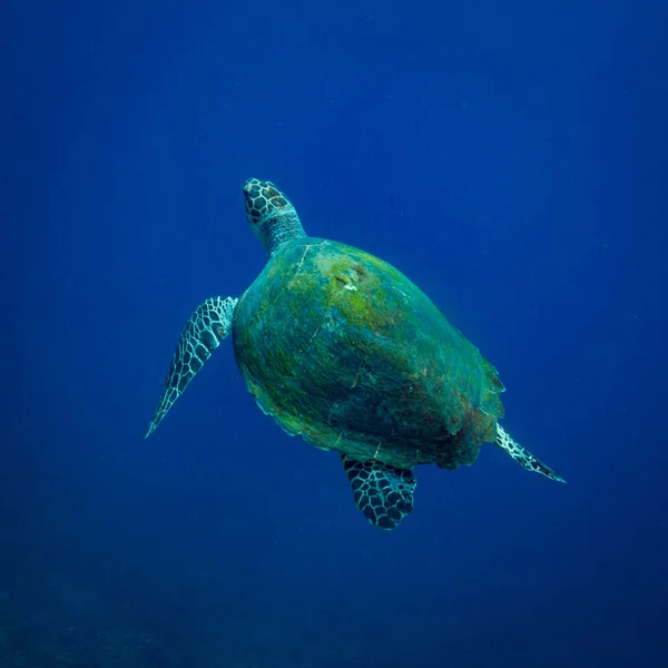 Подводная Съемка Морской Флоры Фауны Бали Индонезия — стоковое фото