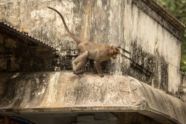 인도의 원숭이 — 스톡 사진