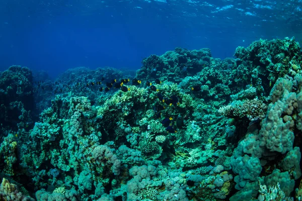 Beau Jardin Corail Dans Mer Rouge Sharm Sheikh Egypte — Photo