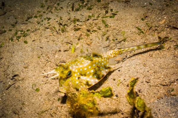 underwater shoot of ocean flora and fauna in Bali, Indonesia