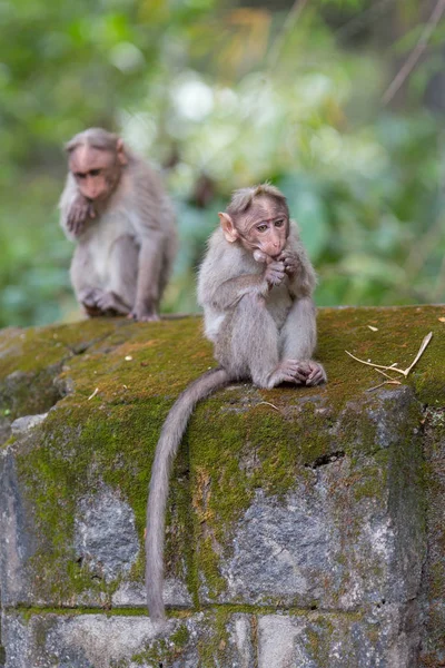 两只猴子在丛林里玩耍 — 图库照片