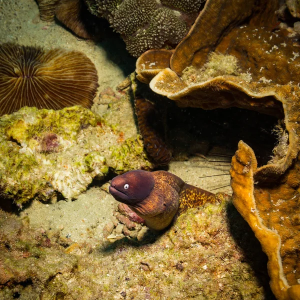 근처의 산호초에 Moray — 스톡 사진