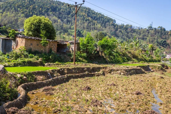 Våren Risfält Nära Nepalish Staden Pokhara — Stockfoto
