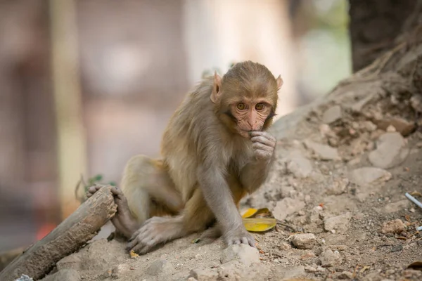 funny monkey in temple in Kathmandu