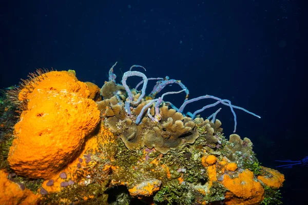 Okyanus Flora Fauna Bali Endonezya Sualtı Çekimi — Stok fotoğraf