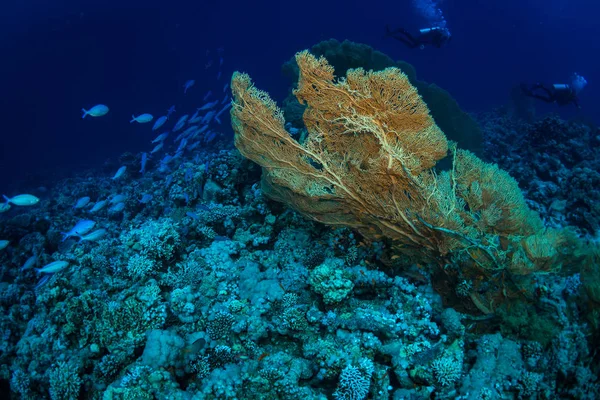 Diver Reaf Röda Havet — Stockfoto