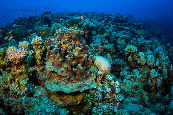 Peces Tropicales Sobre Fondo Del Arrecife Coral Mar Rojo Sharm —  Fotos de Stock