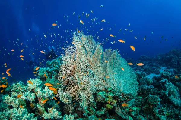 Gorgonian Риф Поблизу Міста Дахаб Червоному Морі — стокове фото