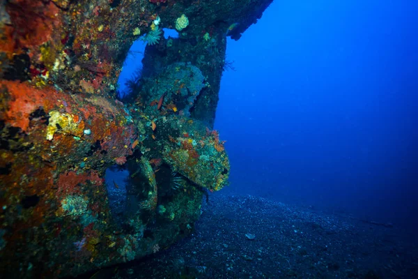 Underwater Skjuta Ocean Flora Och Fauna Bali Indonesien — Stockfoto