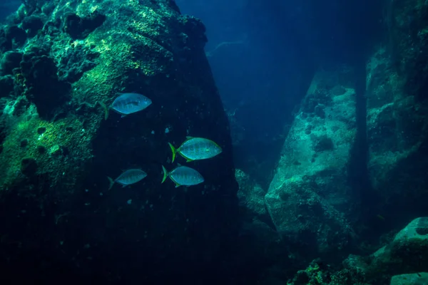 Підводний Вид Красивий Риб Біля Kot Тао Острів Таїланд — стокове фото