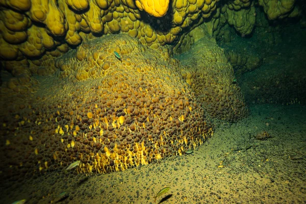 Podvodní Podobu Jeskyně Dně Oceánu Mexiku — Stock fotografie