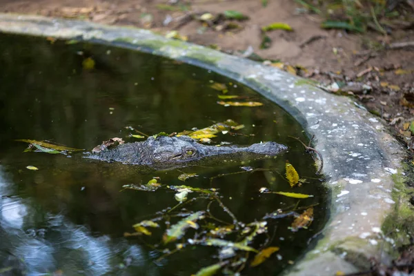 Крокодил Индийском Заповеднике — стоковое фото