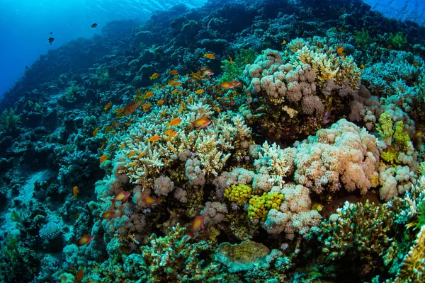 Peces Tropicales Sobre Fondo Arrecife Coral Mar Rojo Sharm Sheikh —  Fotos de Stock