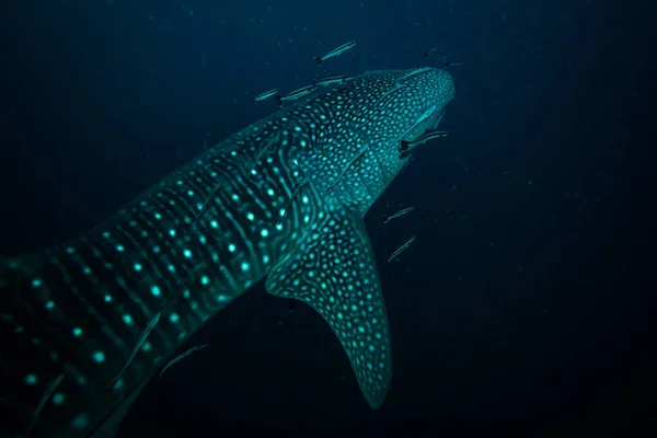 Vista Subaquática Tubarão Baleia Perto Ilha Koh Tao Tailândia — Fotografia de Stock