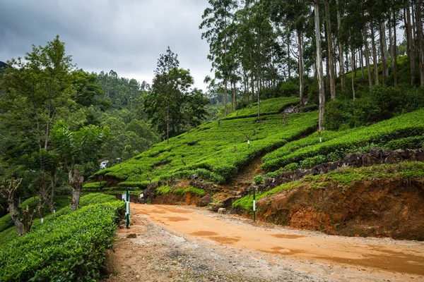 Helle Teeplantage Sri Lanka — Stockfoto