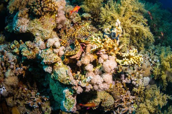 Tridacninae Arrecife Mar Rojo Sharm Sheikh Egipto — Foto de Stock