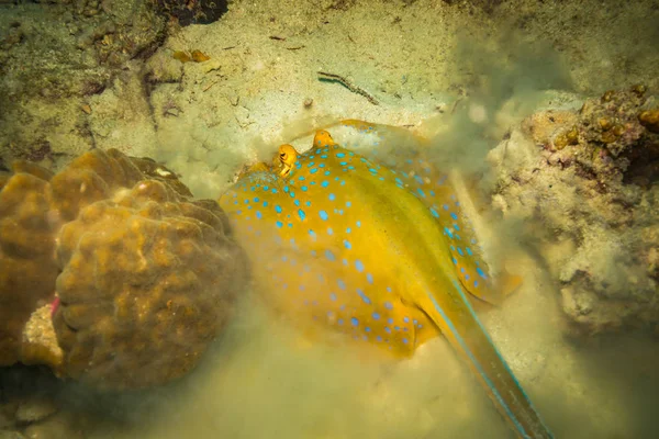 Bonito Azul Manchado Arraia Perto Koh Tao Ilha Tailândia — Fotografia de Stock