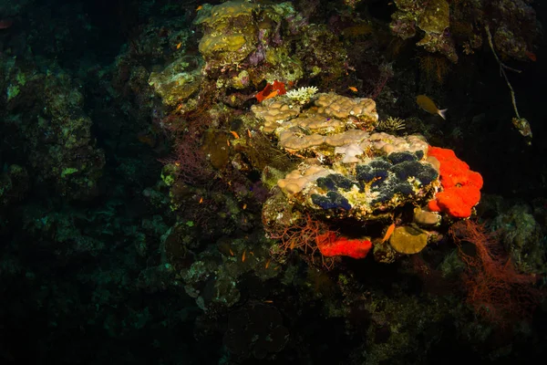 Gyönyörű Korall Kert Vörös Tenger Sharm Sheikh Egyiptom — Stock Fotó