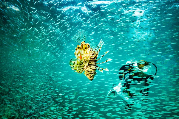 Sualtı Atışı Deniz Zemini — Stok fotoğraf