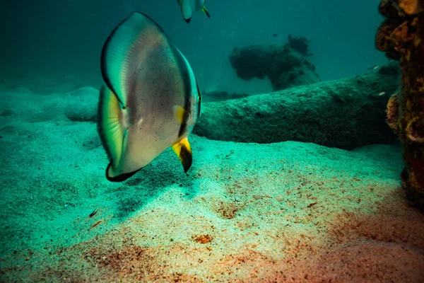 Bellissimi Batfishes Sulla Barriera Corallina Koh Tao Thailandia — Foto Stock