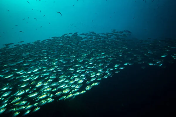 Unterwasser Ansicht Von Fischen Der Nähe Der Insel Koh Tao — Stockfoto