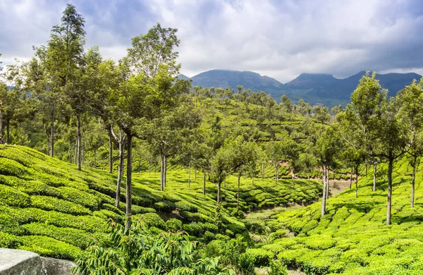 Hermosa Plantación Verde India Provincia Kerala — Foto de Stock