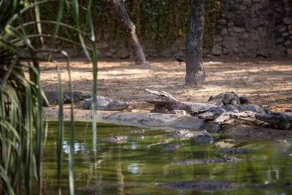 Крокодилы Индийском Заповеднике — стоковое фото