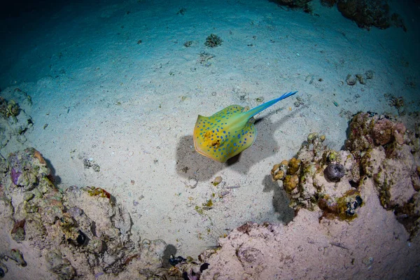 Скат Коралловом Рифе Шарм Эль Шейх Красное Море Египет — стоковое фото