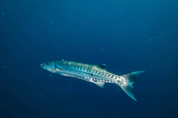 Barracuda Koh Tao Island Tayland Tarihinde — Stok fotoğraf